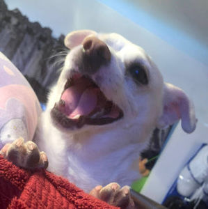 Meet your Posher, Edith